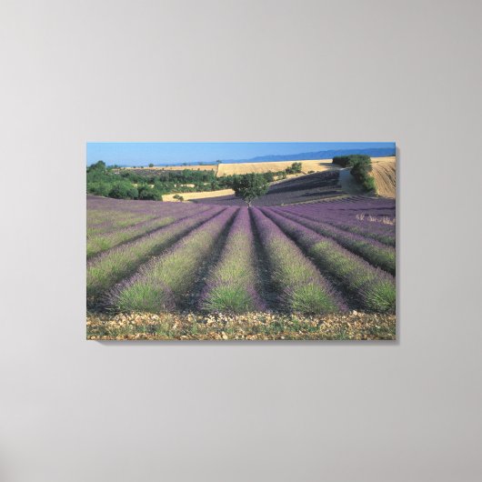 EU, Frankrijk, Provence, Lavender fields 2 Canvas Afdruk (Voorkant)