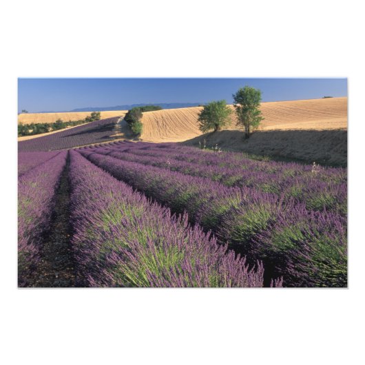 EU, Frankrijk, Provence, Lavender fields 2 Foto Afdruk (Voorkant)