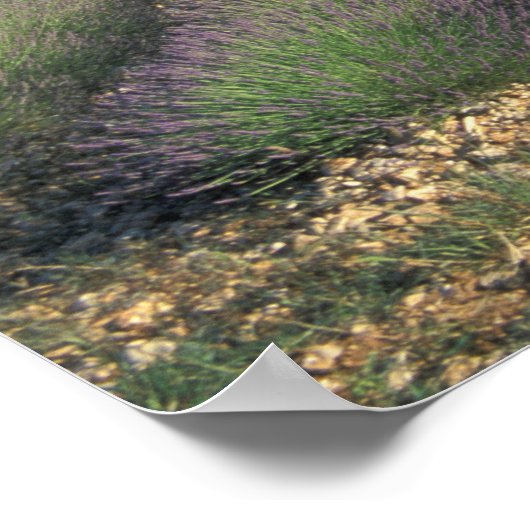 EU, Frankrijk, Provence, Lavender fields 2 Poster (Hoek)