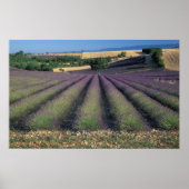 EU, Frankrijk, Provence, Lavender fields 2 Poster (Voorkant)