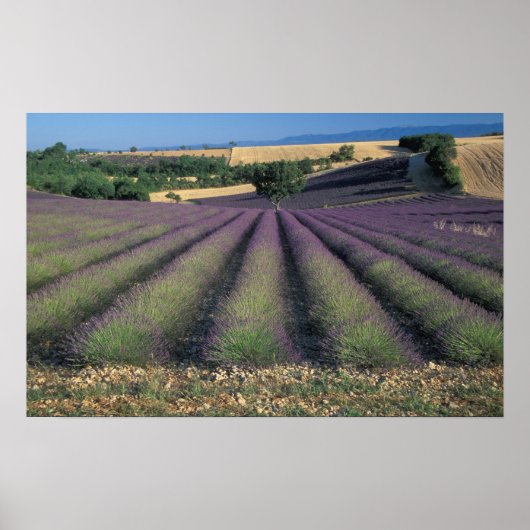 EU, Frankrijk, Provence, Lavender fields 2 Poster (Voorkant)