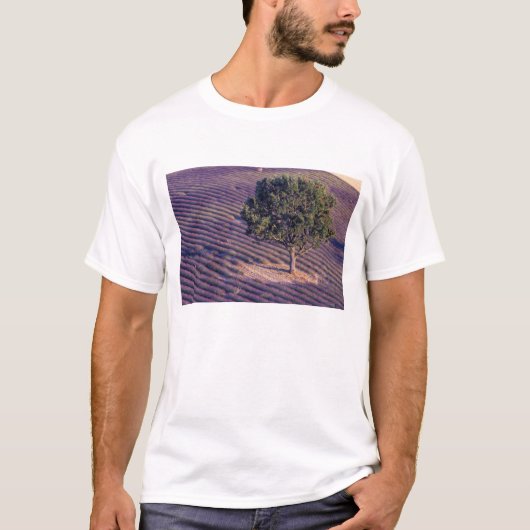 EU, Frankrijk, Provence, Lavender-velden T-shirt (Voorkant)
