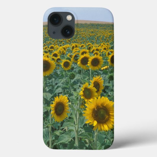 EU, Frankrijk, Provence, Zonnebloemveld Case-Mate iPhone Case (Achterkant)