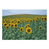 EU, Frankrijk, Provence, Zonnebloemveld Foto Afdruk (Voorkant)
