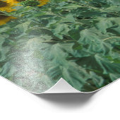 EU, Frankrijk, Provence, Zonnebloemveld Foto Afdruk (Hoek)