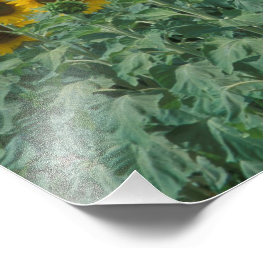 EU, Frankrijk, Provence, Zonnebloemveld Foto Afdruk (Hoek)