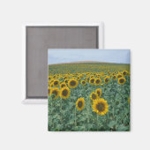 EU, Frankrijk, Provence, Zonnebloemveld Magneet (Voorkant / Achterkant)