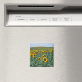 EU, Frankrijk, Provence, Zonnebloemveld Magneet (Insitu (Vaatwasser))