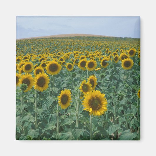 EU, Frankrijk, Provence, Zonnebloemveld Magneet (Voorkant)