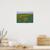 EU, Frankrijk, Provence, Zonnebloemveld Poster (Keuken)