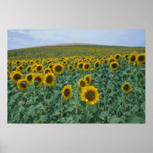 EU, Frankrijk, Provence, Zonnebloemveld Poster