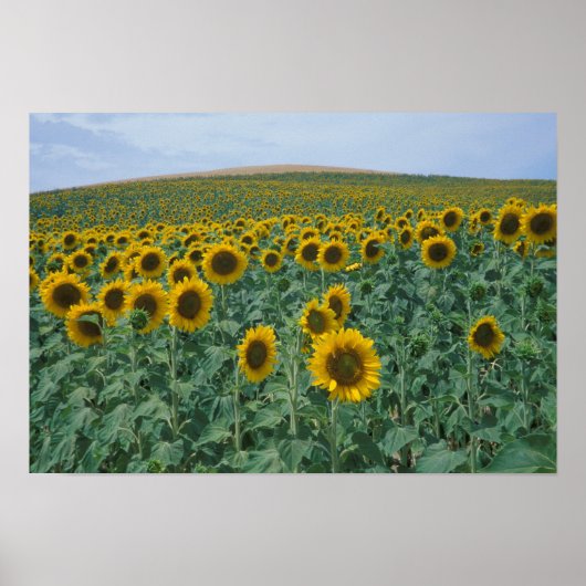 EU, Frankrijk, Provence, Zonnebloemveld Poster (Voorkant)