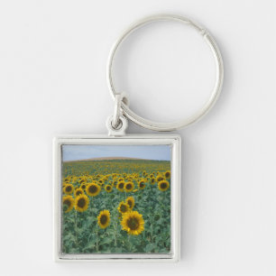 EU, Frankrijk, Provence, Zonnebloemveld Sleutelhanger