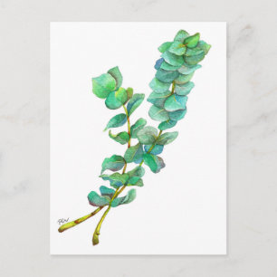 Eucalyptus 01 briefkaart