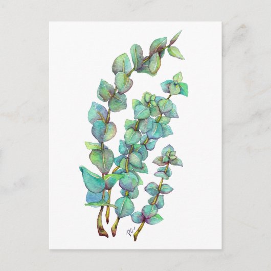 Eucalyptus 02 briefkaart (Voorkant)