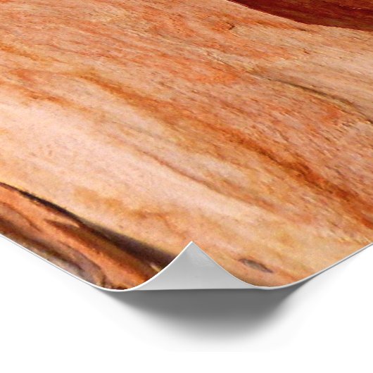 Eucalyptus Bark Poster (Hoek)