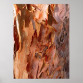 Eucalyptus Bark Poster (Voorkant)