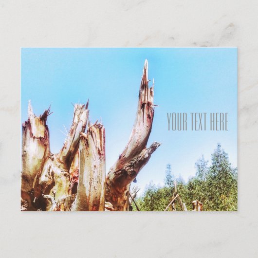 Eucalyptus boomstronk Blue Sky Briefkaart (Voorkant)