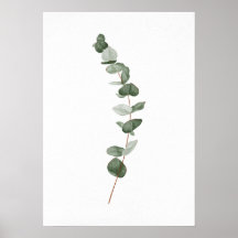 Eucalyptus Branch