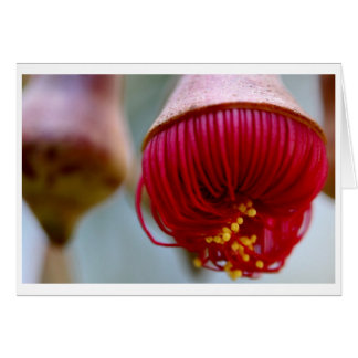 Eucalyptus caesia-cadeaukaart - 02