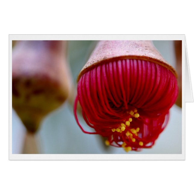 Eucalyptus caesia-cadeaukaart - 02 (Voorkant Horizontaal)