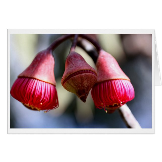 Eucalyptus caesia-cadeaukaart - 03 (Voorkant Horizontaal)