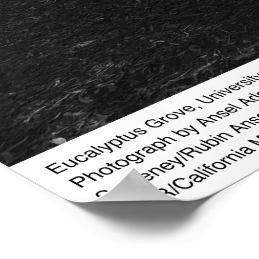 Eucalyptus Grove, UC Berkeley, 1967 Poster (Hoek)