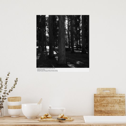 Eucalyptus Grove, UC Berkeley, 1967 Poster (Keuken)
