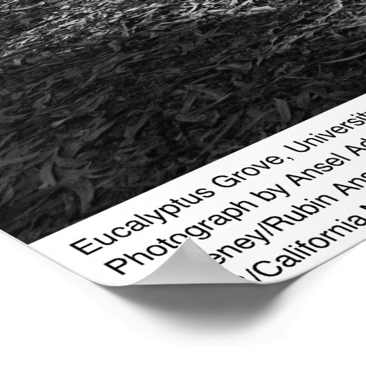 Eucalyptus Grove, UC Berkeley, 1967 Poster (Hoek)