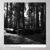 Eucalyptus Grove, UC Berkeley, 1967 Poster (Voorkant)