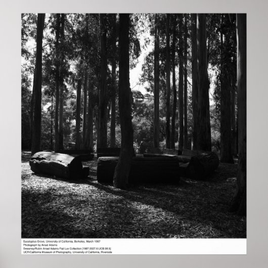 Eucalyptus Grove, UC Berkeley, 1967 Poster (Voorkant)
