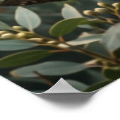 Eucalyptus Koala Kalmeerend Poster (Hoek)