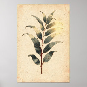 Eucalyptus Sprig Botanische Poster op Ivoorkleurig