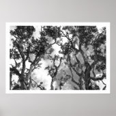 Eucalyptus Treetops Poster (Voorkant)