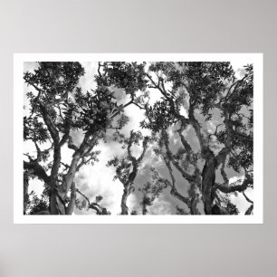 Eucalyptus Treetops Poster