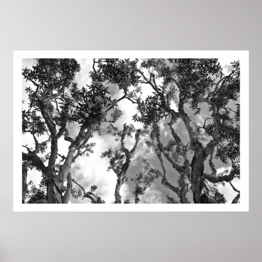 Eucalyptus Treetops Poster (Voorkant)