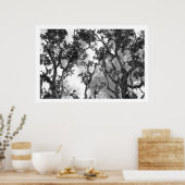 Eucalyptus Treetops Poster (Keuken)