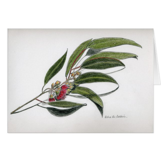 Eucalyptusbladeren (Voorkant Horizontaal)