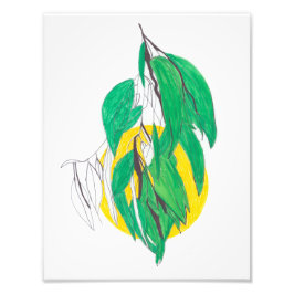 Eucalyptusbladprint Foto Afdruk