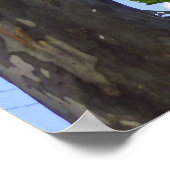 Eucalyptusbomen Poster (Hoek)