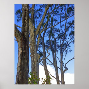 Eucalyptusbomen Poster