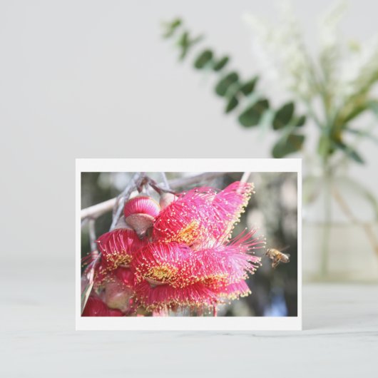 Eucalyptuscaesia met honingbijen briefkaart (Staand voorkant)