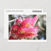 Eucalyptuscaesia met honingbijen briefkaart (Voorkant / Achterkant)