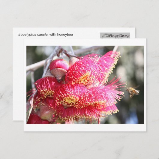 Eucalyptuscaesia met honingbijen briefkaart (Voorkant / Achterkant)