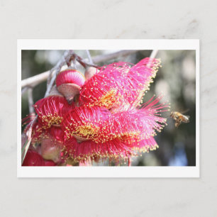 Eucalyptuscaesia met honingbijen briefkaart