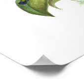 Eucephala caerulea (blauw-chinned Sapphire) Poster (Hoek)