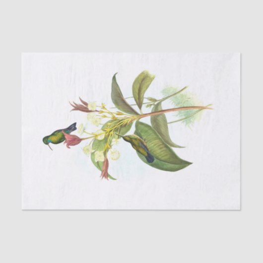 Eucephala caerulea (blauw-chinned Sapphire) Tissuepapier (Voorkant)