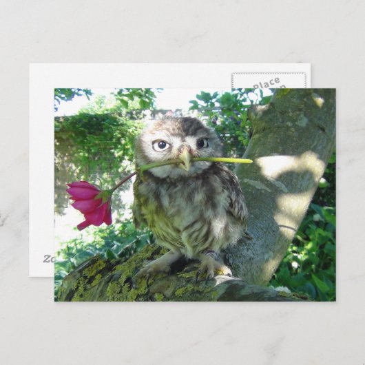 Eule mit Roos Briefkaart (Voorkant / Achterkant)