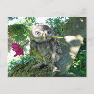 Eule mit Roos Briefkaart