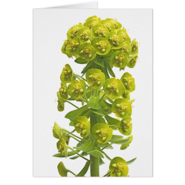 Euphorbia (Voorkant)